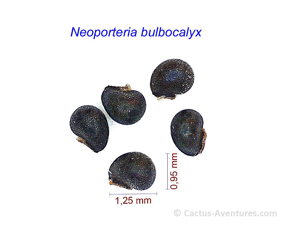 Neoporteria bulbocalyx